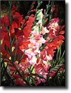 gladiolas